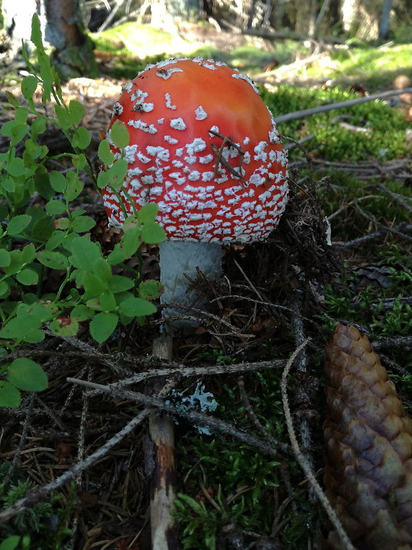 muchotrávka červená Amanita muscaria (L.) Lam.