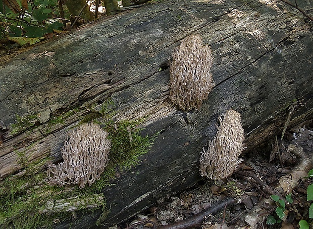 korunovec svietnikovitý Artomyces pyxidatus (Pers.) Jülich