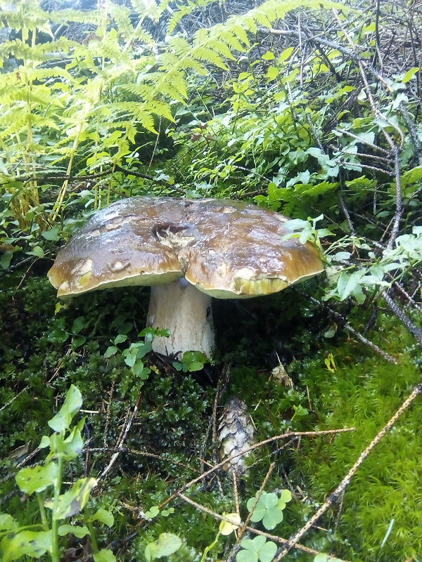 hríb smrekový Boletus edulis Bull.