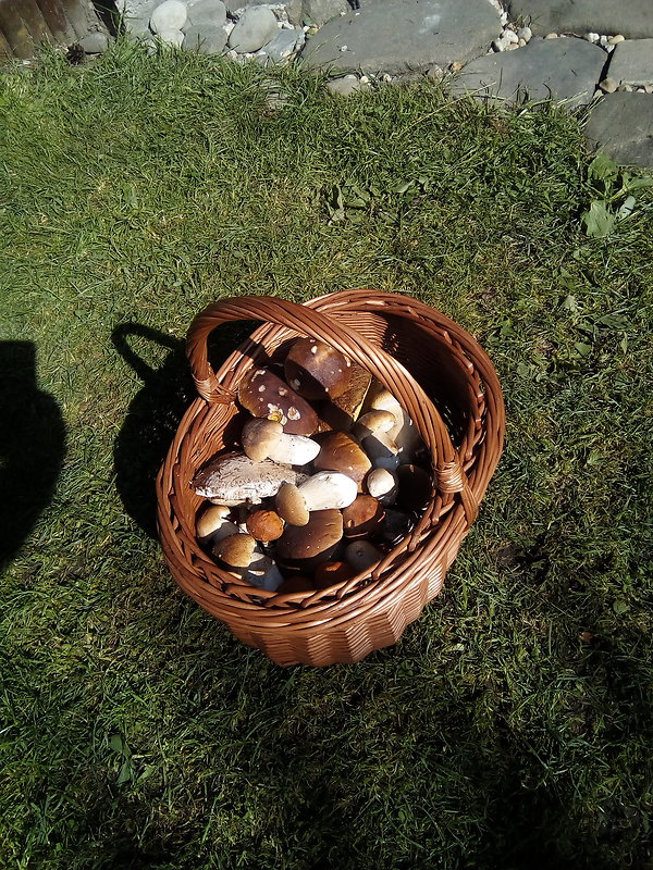 hríb smrekový Boletus edulis Bull.