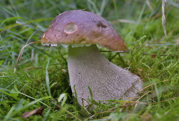 hríb smrekový Boletus edulis Bull.