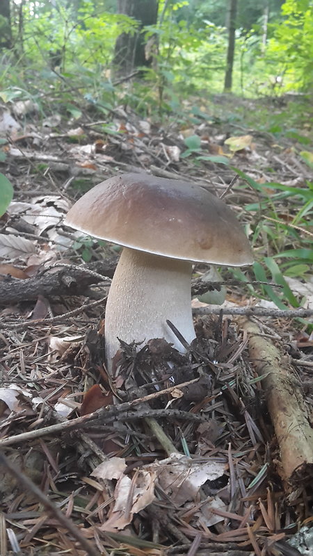 hríb smrekový Boletus edulis Bull.