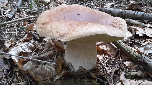 hríb smrekový Boletus edulis Bull.