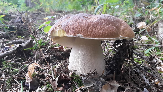 hríb smrekový Boletus edulis Bull.