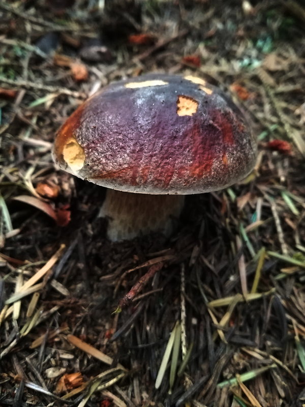 hríb smrekový Boletus edulis Bull.