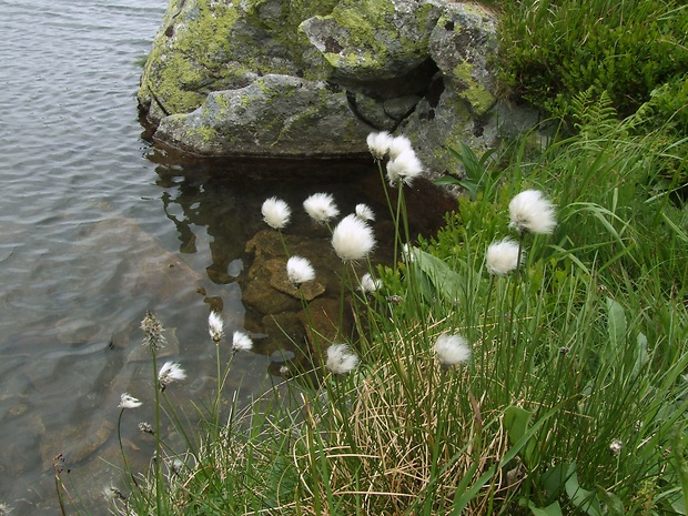 páperník pošvatý Eriophorum vaginatum L.