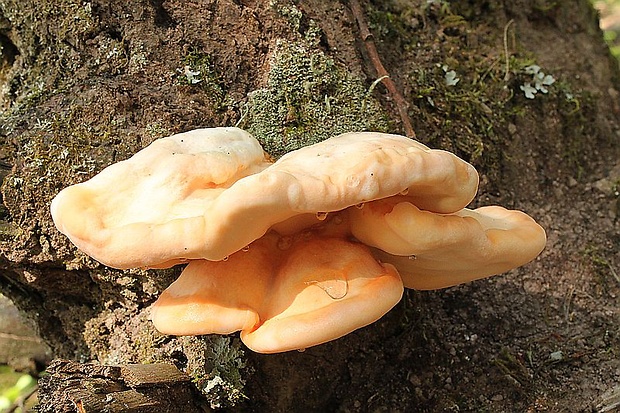 sírovec obyčajný Laetiporus sulphureus (Bull.) Murrill