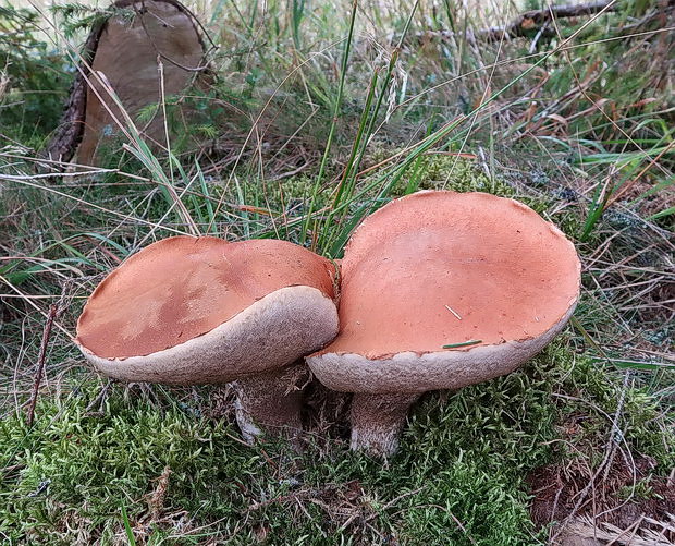 kozák smrekový Leccinum piceinum Pilát & Dermek