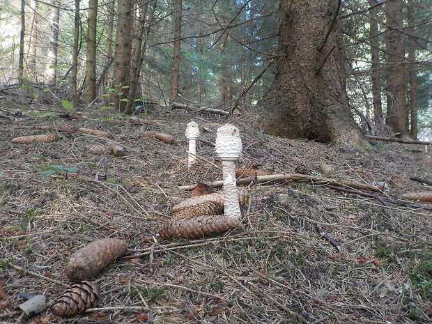 bedľa vysoká čiernohnedá Macrolepiota fuliginosa (Barla) Bon