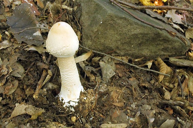 bedľa vysoká Macrolepiota procera (Scop.) Singer