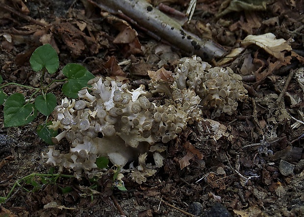 trúdnik klobúčkatý Polyporus umbellatus (Pers.) Fr.