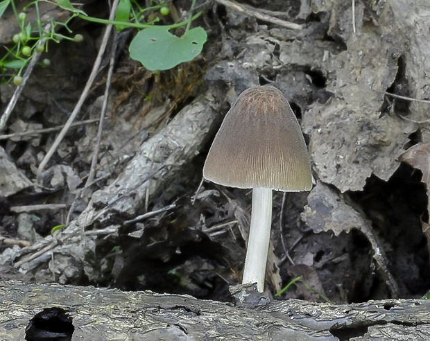 štítovka zamatová  Pluteus plautus sensu lato (Weinm.) Gillet