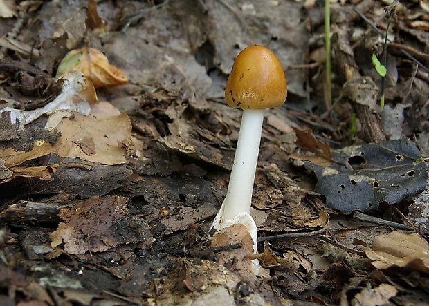 muchotrávka plavohnedá Amanita fulva Fr.