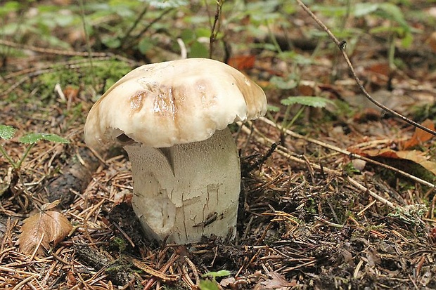 hríb smrekový Boletus edulis Bull.