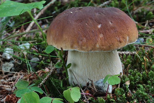 hríb smrekový Boletus edulis Bull.