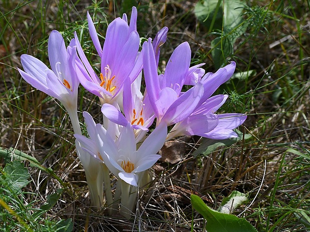 jesienka obyčajná Colchicum autumnale L.