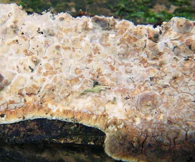 hrboľkovec Karstenov Dacryobolus karstenii (Bres.) Oberw. ex Parmasto