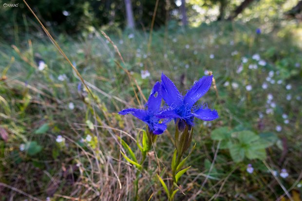 pahorec brvitý Gentianopsis ciliata (L.) Ma