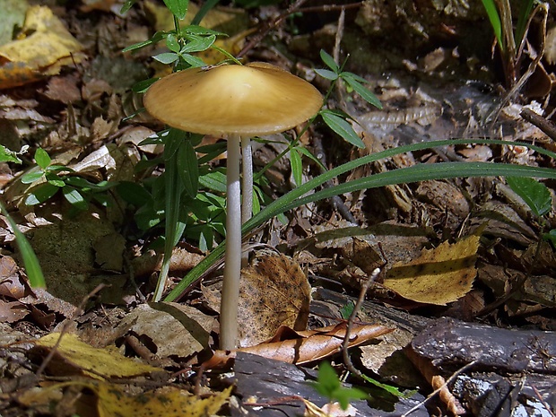 sliznačka koreňujúca Hymenopellis radicata (Relhan) R.H. Petersen