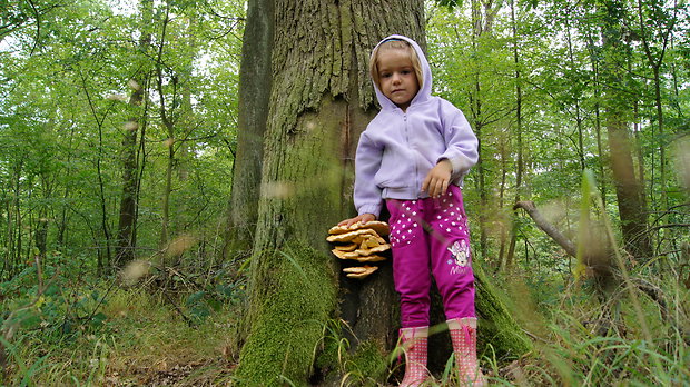 sírovec obyčajný Laetiporus sulphureus (Bull.) Murrill