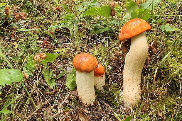 kozák osikový Leccinum albostipitatum den Bakker & Noordel.