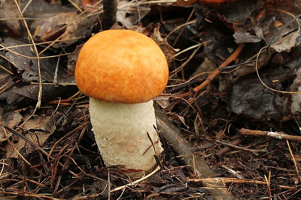 kozák osikový Leccinum albostipitatum den Bakker & Noordel.