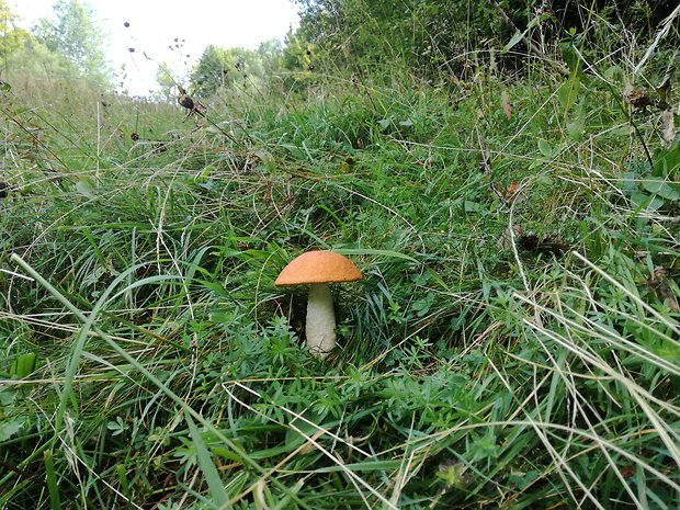 kozák osikový Leccinum albostipitatum den Bakker & Noordel.