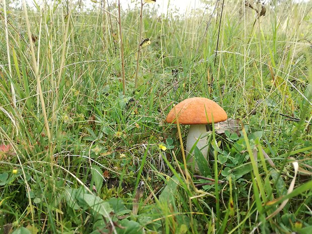 kozák osikový Leccinum albostipitatum den Bakker & Noordel.