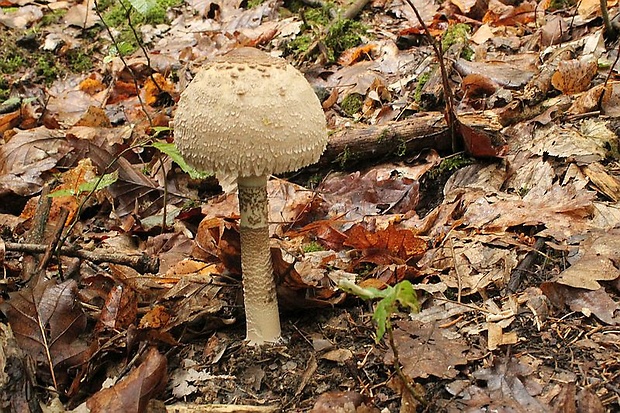 bedľa vysoká Macrolepiota procera (Scop.) Singer