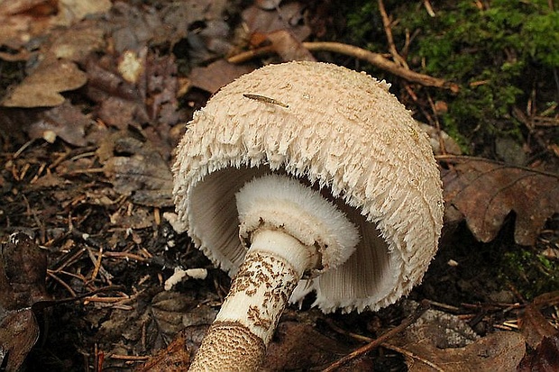 bedľa vysoká Macrolepiota procera (Scop.) Singer