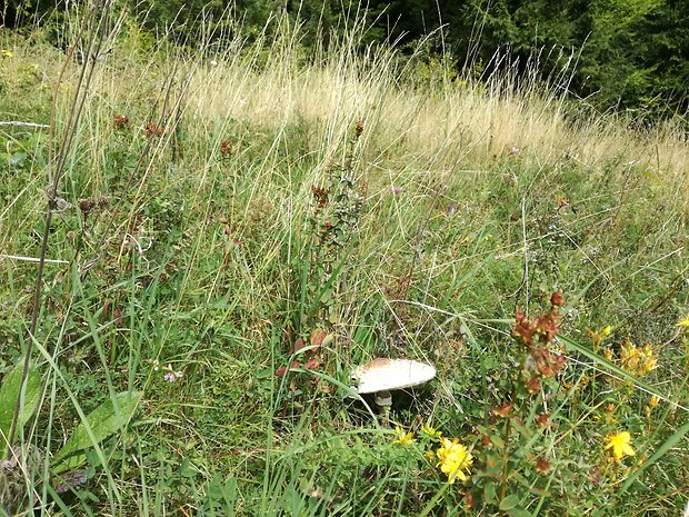 bedľa vysoká Macrolepiota procera (Scop.) Singer