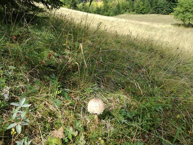 bedľa vysoká Macrolepiota procera (Scop.) Singer