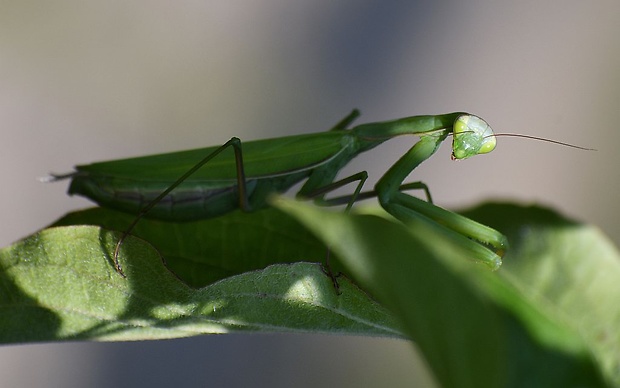 modlivka zelena Mantis religiosa