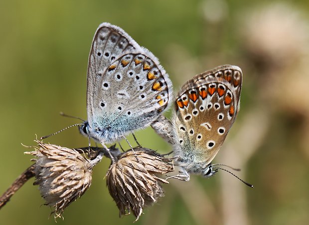 modráčik blankytný Polyommatus thersites