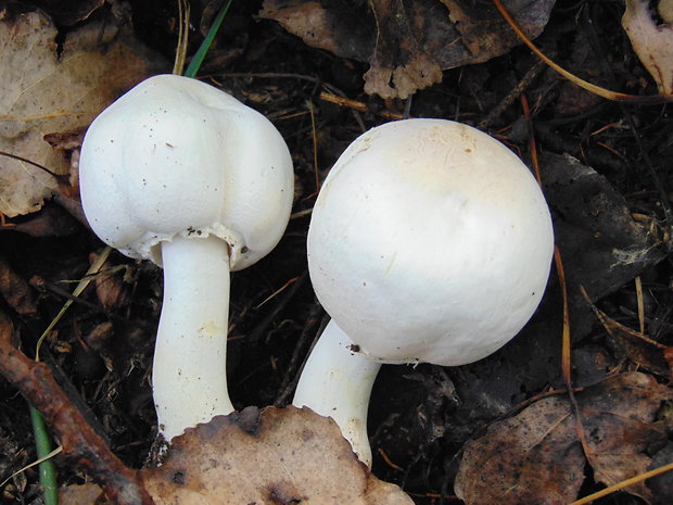 pečiarka ovčia Agaricus arvensis Schaeff.