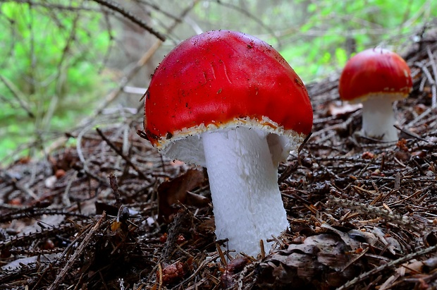 muchotrávka červená Amanita muscaria (L.) Lam.