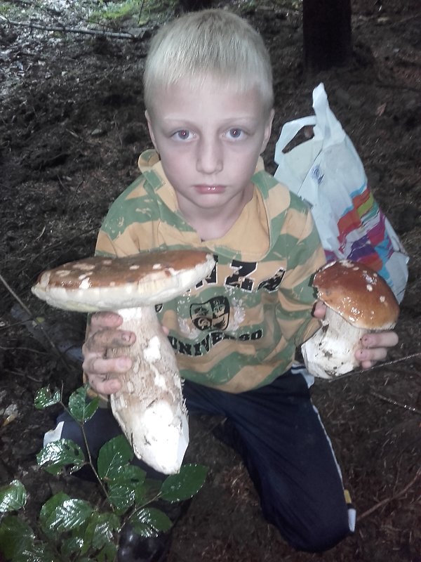 hríb smrekový Boletus edulis Bull.