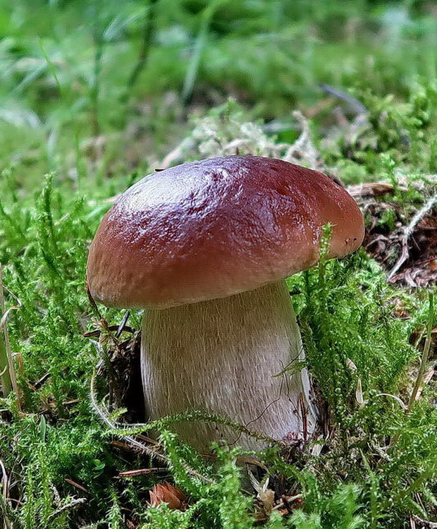 hríb smrekový Boletus edulis Bull.