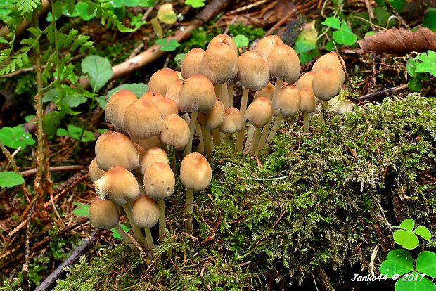 hnojník Coprinus sp.