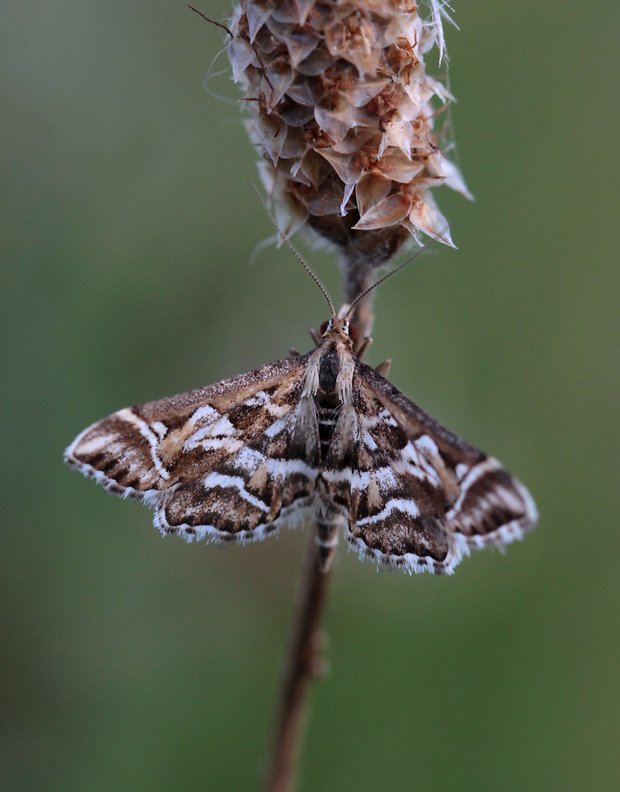 vijačka písmenková  Diasemia reticularis