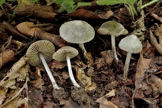 hodvábnica Entoloma sp.