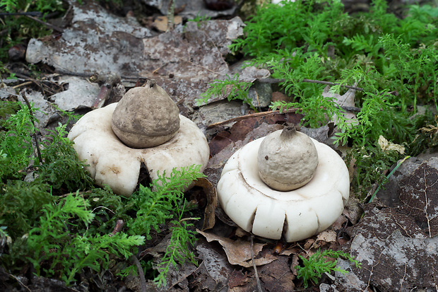 hviezdovka strapkatá Geastrum fimbriatum Fr.