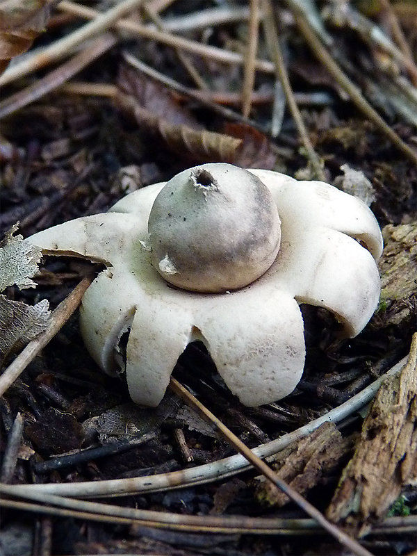 hviezdovka strapkatá Geastrum fimbriatum Fr.