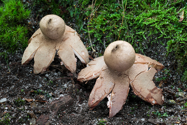 hviezdovka červenkastá Geastrum rufescens Pers.