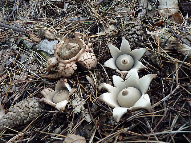 hviezdovka trojitá Geastrum triplex Jungh.