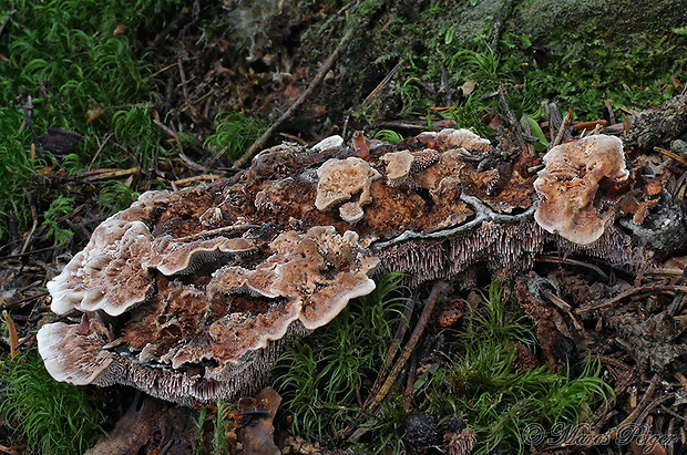 jelenkovka Hydnellum cumulatum K.A. Harrison