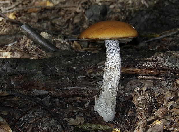 kozák osikový Leccinum albostipitatum den Bakker & Noordel.