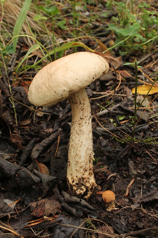 kozák brezový Leccinum scabrum (Bull.) Gray