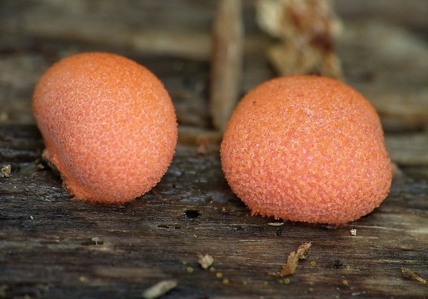 vlčinka Lycogala sp.