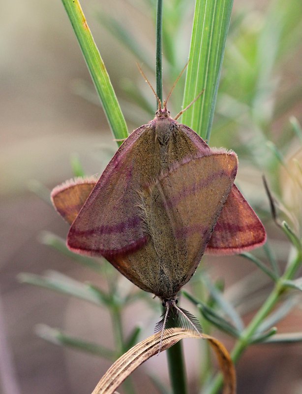 piadivka purpurová Lythria purpuraria